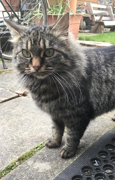Help me think of names for cats to keep to hand for when I'm short of inspiration