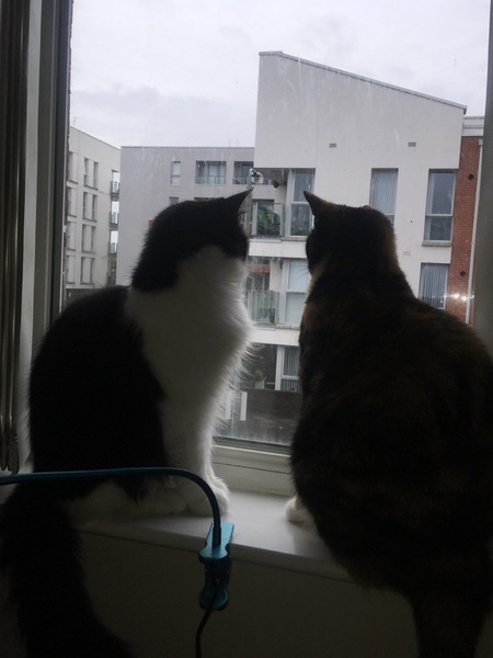 I need your photos of cats looking out of windows.  And I need them now!