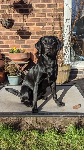 Puppy Survival Thread: surviving into 2022