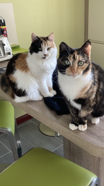 Can we have a ‘I love my beautiful cats’ thread?!