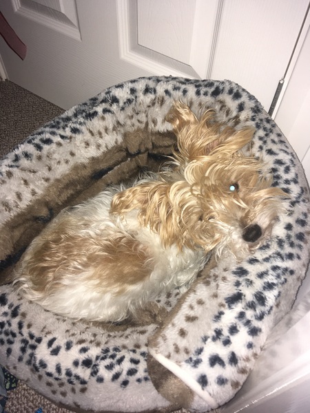 Argh! Going crazy - help me pick a breed