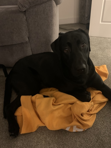 Puppy Survival Thread: surviving into 2022