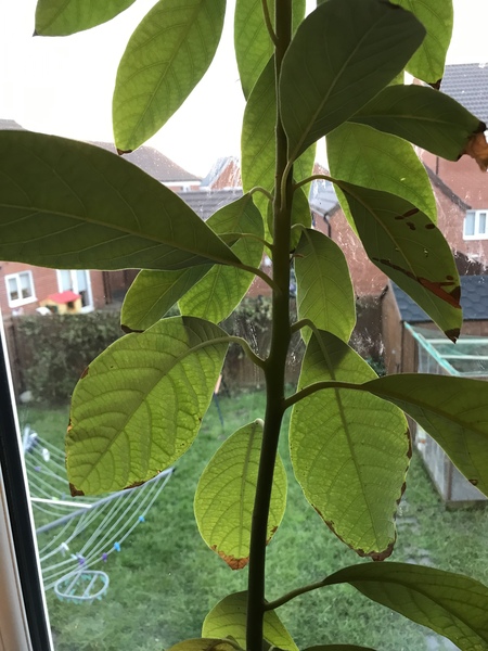 Help me unkill my plants!