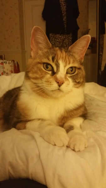 Can we have a ‘I love my beautiful cats’ thread?!