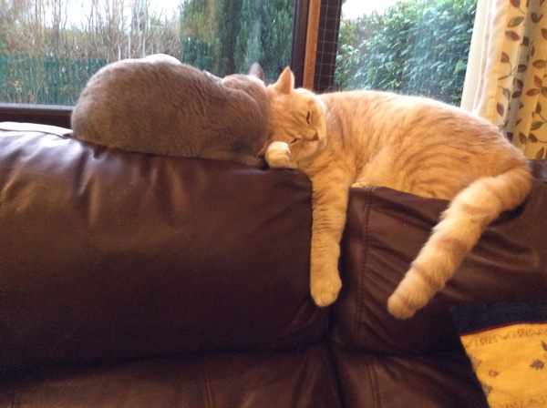WIBU - Cats on Table