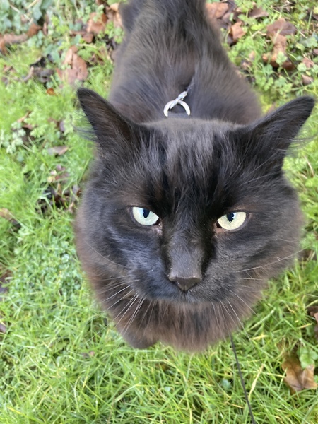 It’s a harness question