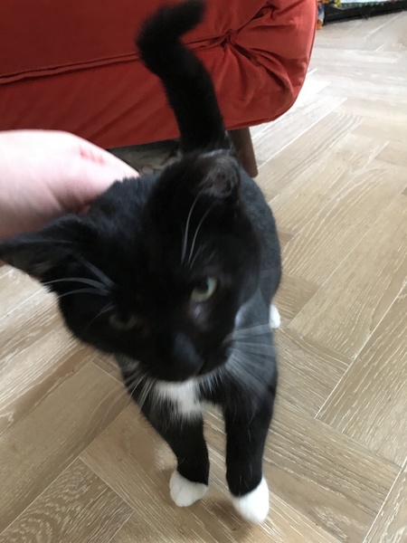 Timid/shy rescue cat help