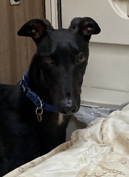 Can we have a pet appreciation thread?