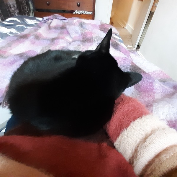 Needy rescue cat wants to be petted for hours