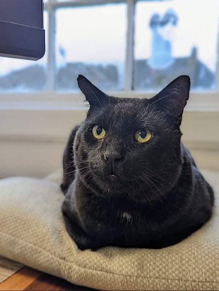 Timid/shy rescue cat help