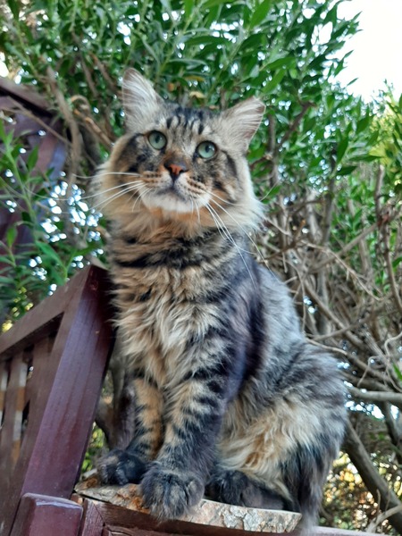 Allergy advice ,Can I get used to cat fluff ?