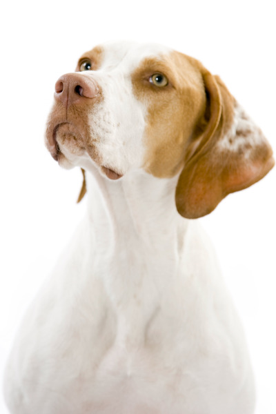What breed is my DDog?
