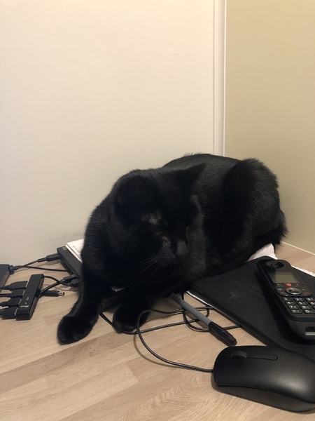 Can we have a ‘I love my beautiful cats’ thread?!
