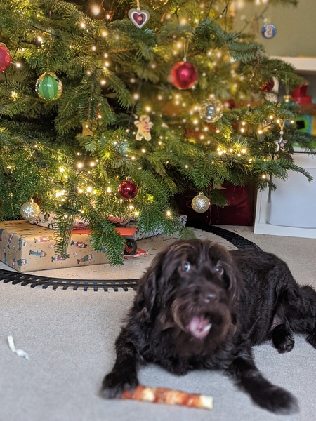 Can we have a pet appreciation thread?