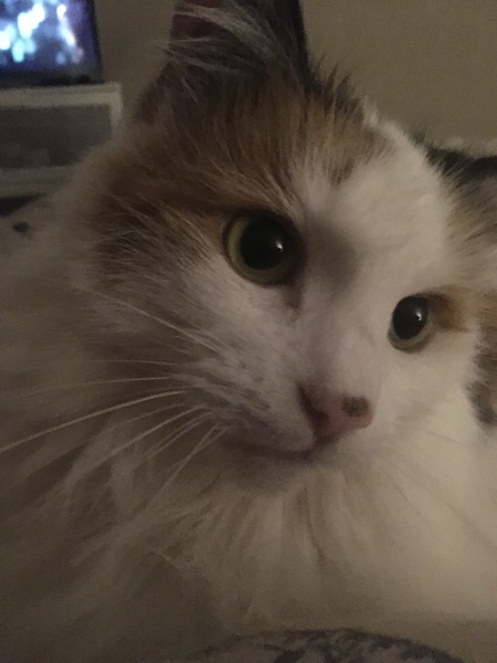 How old is/are your current cat/s?