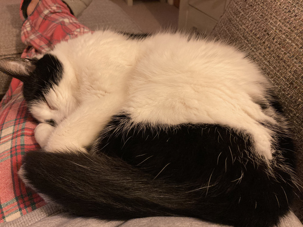 Show me your cats 🐈 😃