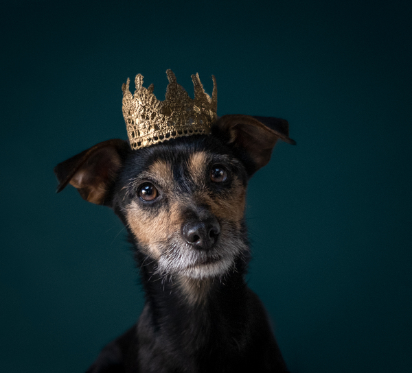 Talk to me about Jack Russells