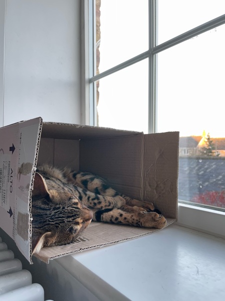 I need your photos of cats looking out of windows.  And I need them now!