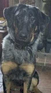 What dog am I? (Lighthearted)