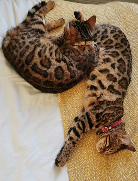 Bloody bengals