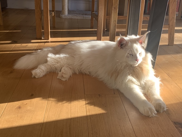 Good brush recommendations