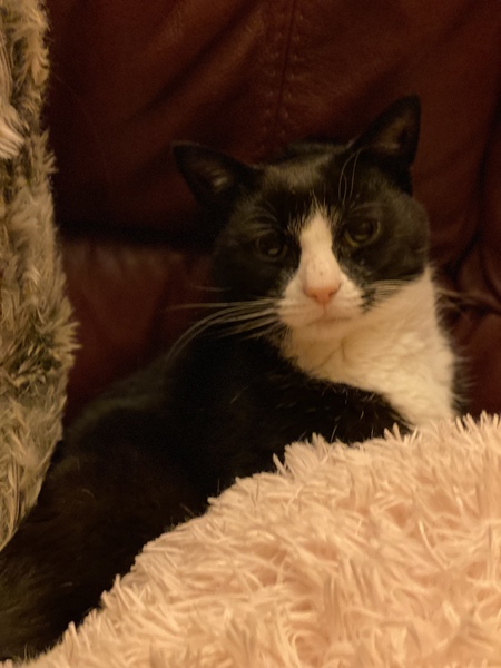 Can we have a ‘I love my beautiful cats’ thread?!