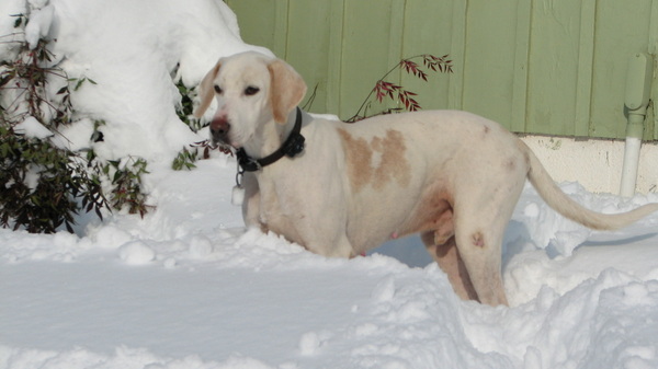 What breed is my DDog?