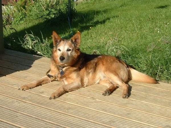 I miss old fashioned mongrels.