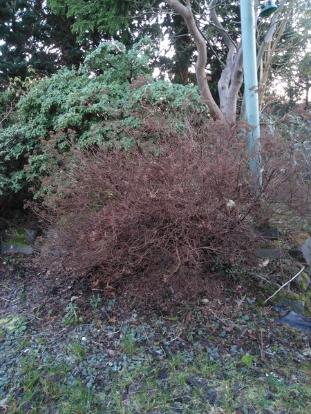 Potentilla and spiraea, but what type and therefore when to prune?