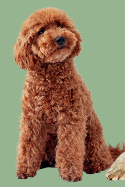 Cockapoo & cavapoo breeeders