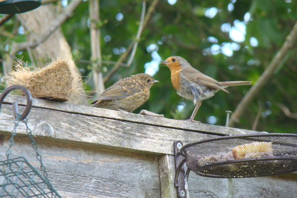 A nice thread about garden birds. What comes to your garden? Do you feed them? What food you put out? 🐦