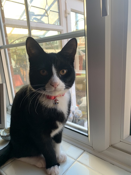 Can we have a ‘I love my beautiful cats’ thread?!