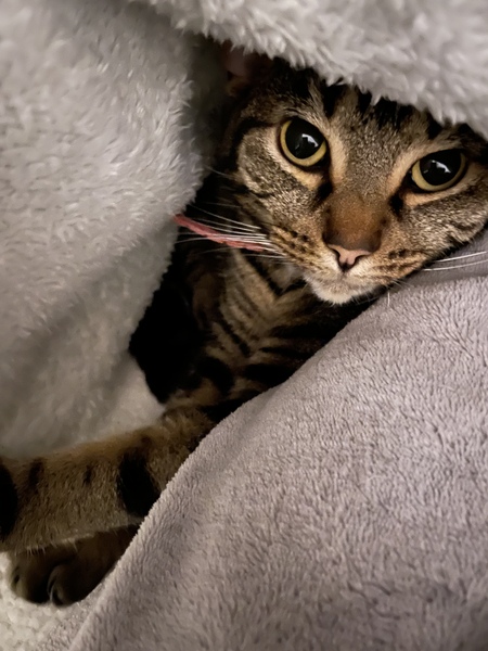 Ollie, Paws, friends and family