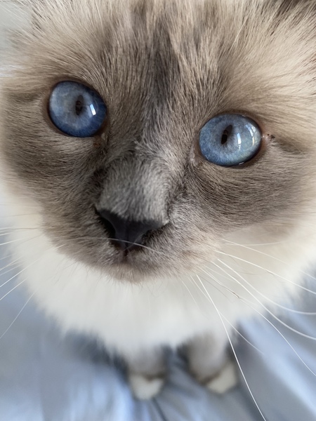 Beautiful pussies