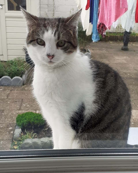 Show me your cats 🐈 😃