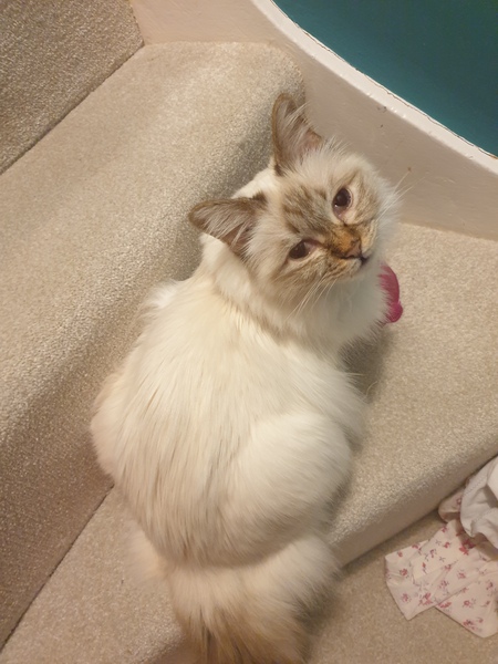 How old is/are your current cat/s?