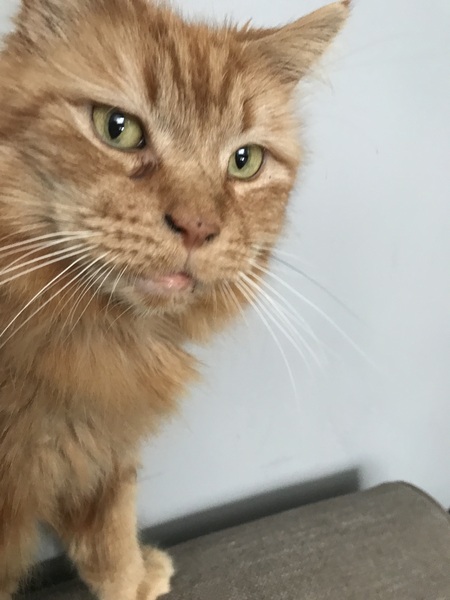 Ollie, Paws, friends and family