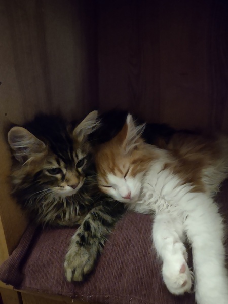 Can we have a ‘I love my beautiful cats’ thread?!