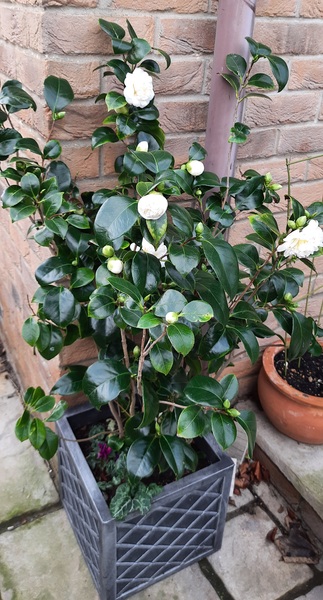 Plants to sit at north facing front of house