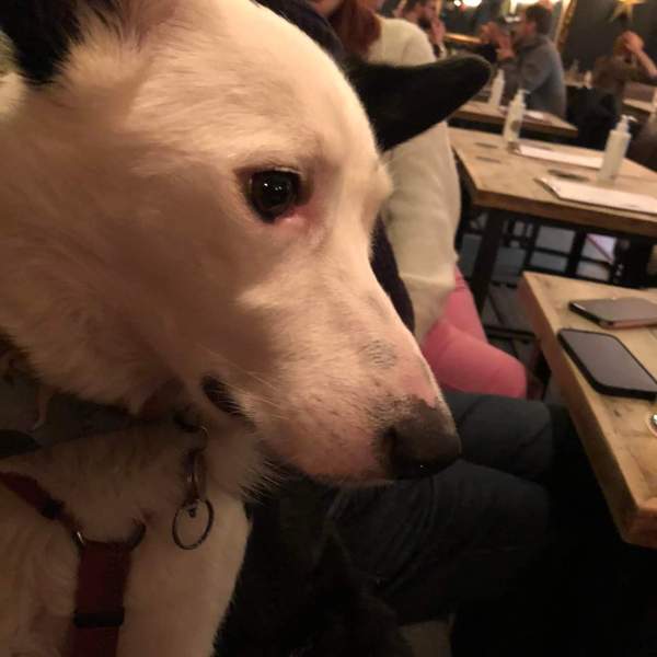 What's your pet called?