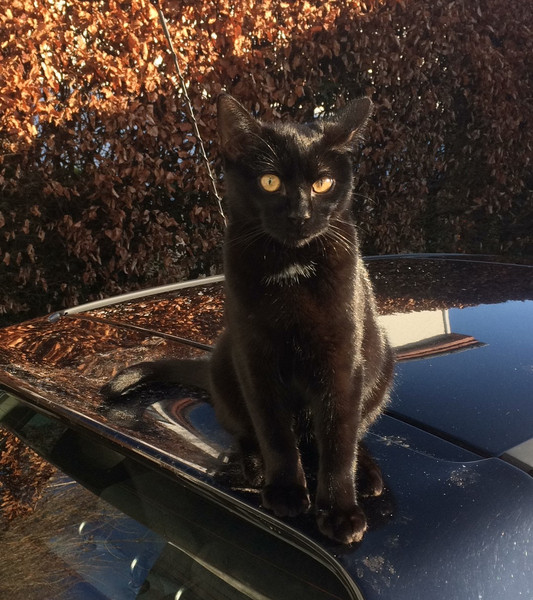 Talk to me re black cats…