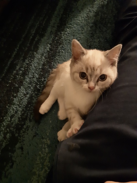 Can we have a ‘I love my beautiful cats’ thread?!