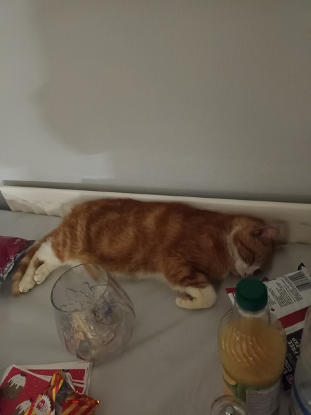 WIBU - Cats on Table