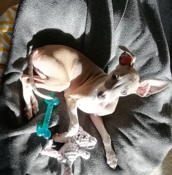 Italian Greyhound