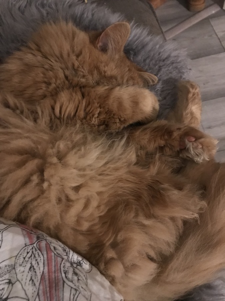 Chez Ollie - Free head boops for everyone