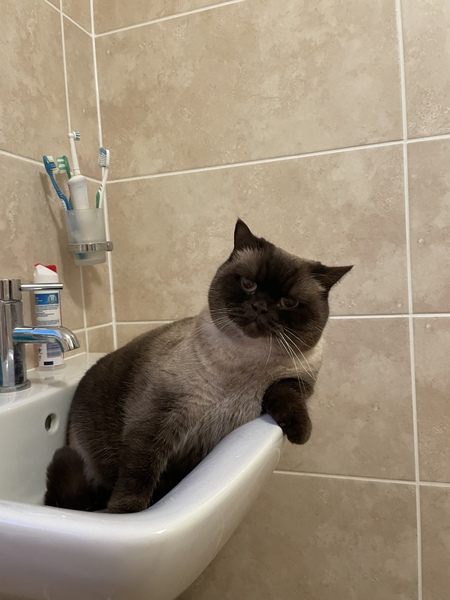 Beautiful pussies