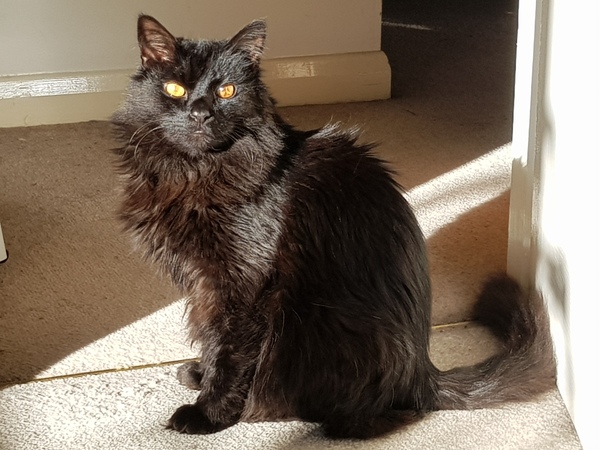 Ollie, Paws, friends and family