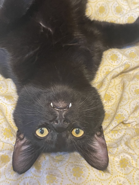 Can we have a ‘I love my beautiful cats’ thread?!