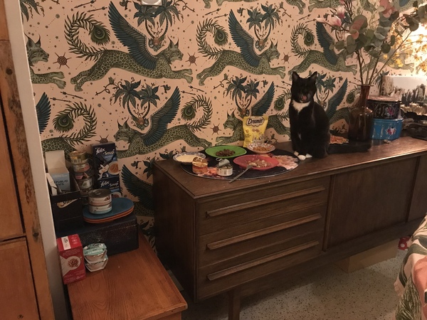 This amount of cat slavery is normal in our house. Normal people must think we are bonkers.