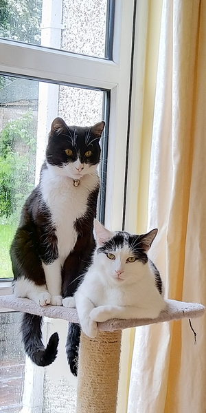 Can we have a ‘I love my beautiful cats’ thread?!